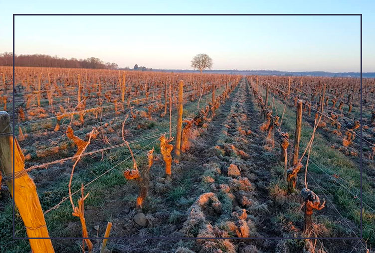 Producteur de vins et spiritueux bio Maine-et-Loire